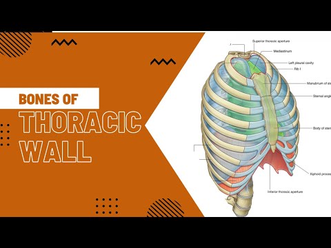 Bones of Thoracic wall  || Thorax || Anatomy ||