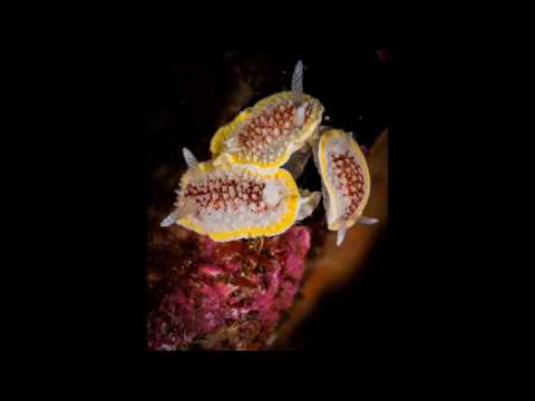Shooting Nudis on Inishturk