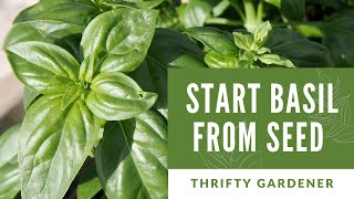 How to germinate Basil Seeds | Starting Basil Seeds | Grow Basil from Seed