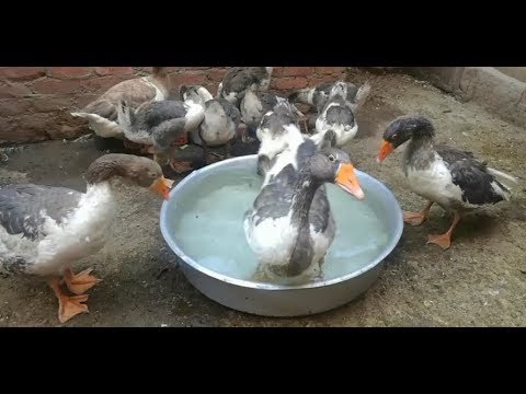 , title : 'تعلمى كيفية تربية الاوز والربح منه  ..Learn how to breed geese and profit from it'