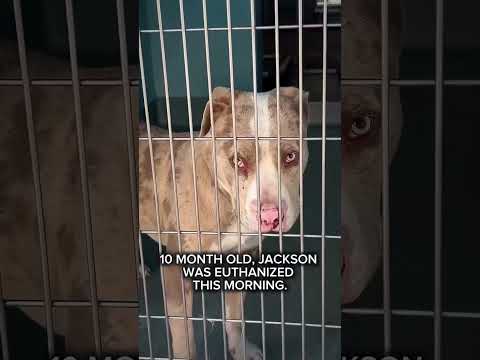 kindly donate link in bio to support our shelter ❤️ #NYC#LosAngeles#Chicago#Texas#Florida#california