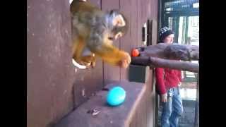 preview picture of video 'Squirrel Monkey Easter Egg Hunt'
