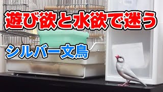 まだまだ遊びたい！ケージに戻りたくないシルバー文鳥