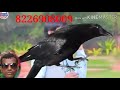 A Saiya Kauwa Choliya Legail Khali Jagala Pa Tagla Se DILIP NIRALA DONWAR