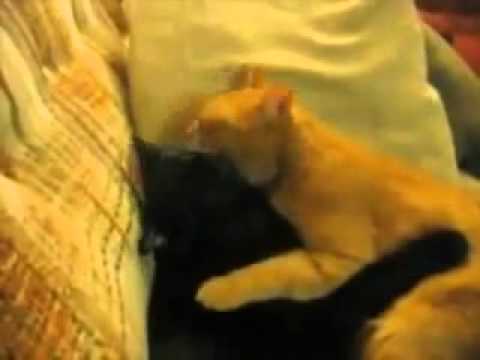 amores entre gatos