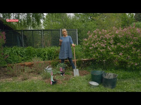 Škola vrtlarstva - posadite božure