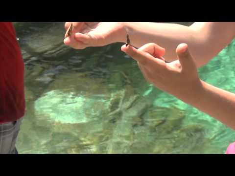 Slovenia Alps.At Camp site Polovnik 2012.06. 22