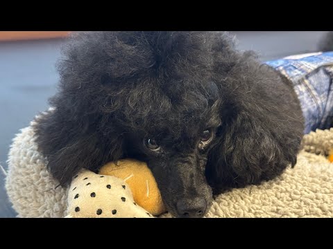 Baron's Birthday Celebration #ToyPoodleLife #ShomaUno #ItsukiUno #Uno1OneChannel #FigureSkating