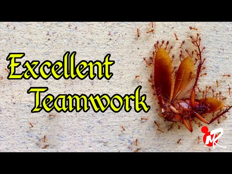 Effective Team Work | Ants Teamwork can make a Dreamwork | The Power Of Teamwork | What is Teamwork