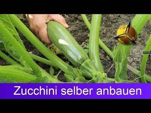 , title : 'Zucchini selber pflanzen ernten lagern'