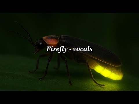 Firefly by Andy Beck - vocals and lyrics 