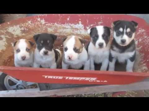 Fostering Husky Pitbull Puppies!