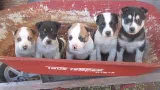 Fostering Husky Pitbull Puppies!
