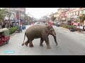 Alsof het normaal is: olifant sjokt door provinciestad - RTL NIEUWS