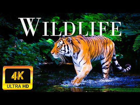 4K African Wildlife Amazing Wildlife Of Zimbabwe Hwange National Park | Beautiful Relaxing Music