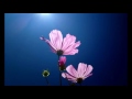 Nanha Sa Phool Hoo Mein