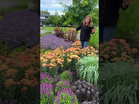 'Firefly Peach Sky' Yarrow 🌿