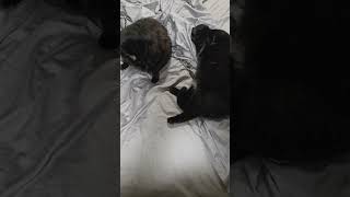 Mr man can be cold hearted. #subscribe #cat #cute #cutecat #shorts