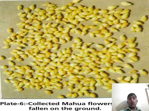 DETERIORATION OF MAHUA Flowers