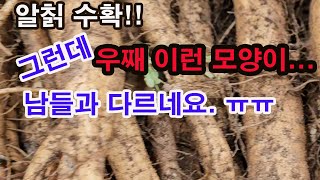 알칡 수확!! 그런데 우째 이런 모양이... 남들과는 다르네요 ㅠㅠ (산에 나는 야생 칡이 아닌 알칡 재배,…