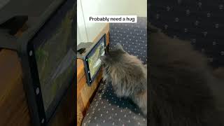 Download lagu He’s the love of my life #cat #communitycats #catsofyoutube #catshorts #farmlife #catworld mp3