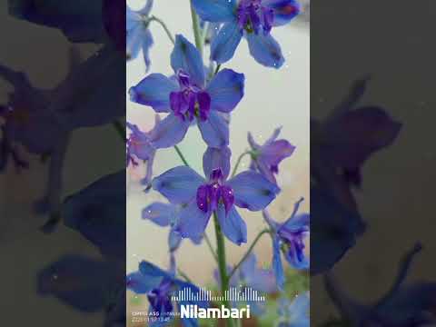 neelambari song whatsapp status | unstoppable #flowers |#viral