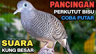 Download lagu Perkutut Lokal Gacor Suara Kung Besar Pancingan Burung Perkutut Agar Bunyi. mp3