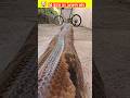 घर में अजगर सांप घुस गया Ajgar Sanp Ghus Gaya Viral Shortsfeed
