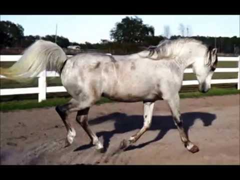 Quazi liberty and under saddle