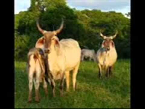 Cover Amor de un rato - VICTOR FARFAN