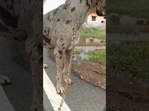 Greatdane dog 🐶#greatdane #shorts #tamil  attitude 🔥😱 |Ragu Pets Vlog| Tamil ❤️