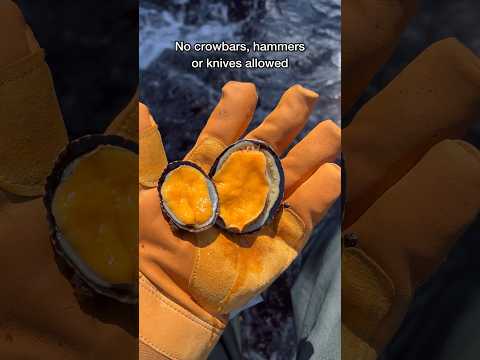 Limpet Catch And Cook