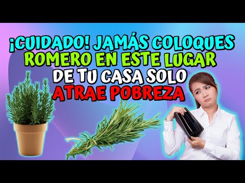 ❌¡Cuidado! Jamás coloques Romero en este Lugar de tu casa   Solo Atrae Pobreza