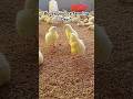First Day Of Broiler Chick First Day Management Chicks Boiler Poultry Farming Day 1 Viralvideo