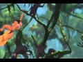 Tarzan Jane Baboon Chasing Speed Up Slowed Down