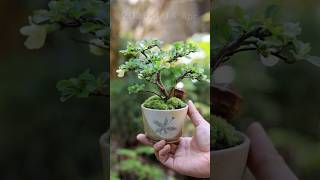 花咲く、長寿梅のそばちょこミニ盆栽 #bonsai #盆栽