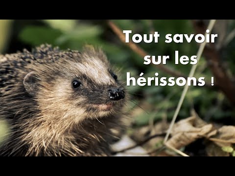 Tout savoir sur les hérissons 🦔