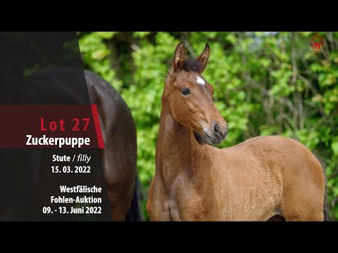 Fohlen-Auktion Lot 27 Zuckerpuppe Stute v. Zoom - Desperados