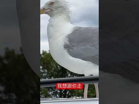 世界这么大 它想去看看 海鸟飞上我的车顶 Seabird flew on the roof of my car