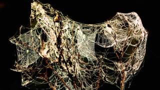 Scum of the Earth - Little Spider