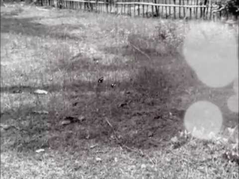 Julian Hruza - Whatever Danmark ft. Lovisa W. Jonsson