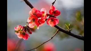 Noretisterone acetato: un farmaco efficace contro l’endometriosi