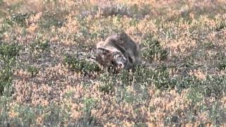 preview picture of video 'Texas WIld: Bobcat eats a blacked tailed prairie dog'