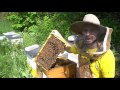 Beginner Beekeepers: 3 Essential Skills