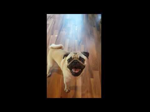 Pug Dog Funny Moments OMG #4