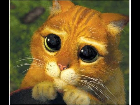 O gatinho desastrado (Leiturinha #03)