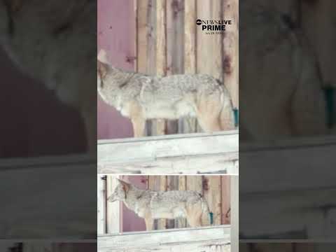 Coyotes take over Southern California construction site