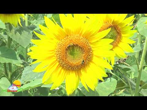 Hoinar in Bucovina  Hantesti