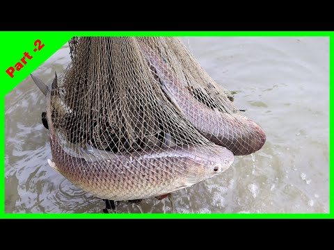 Most Satisfying Cast Net Fishing Video - Traditional Net Catch Fishing in The Pond