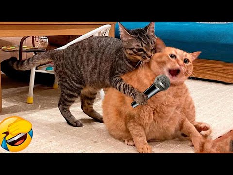 Funniest Animals 😄 Best Funny Dogs and Cats Compilation Part 346